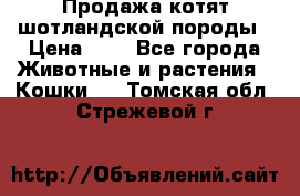 Продажа котят шотландской породы › Цена ­ - - Все города Животные и растения » Кошки   . Томская обл.,Стрежевой г.